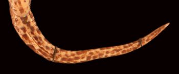Media type: image;   Herpetology R-53220